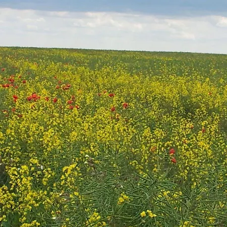 Sonnenblume 別荘 リーブニッツ・ダムガルテン